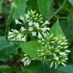 Mikania scandens Blomst