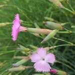 Dianthus siculus 花