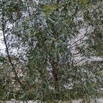 Eucalyptus parvula Hoja