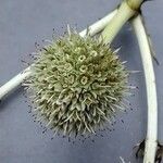 Eryngium yuccifolium Květ