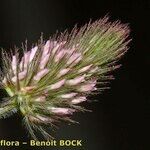 Trifolium ligusticum Květ