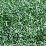 Cyperus aromaticus Vivejo