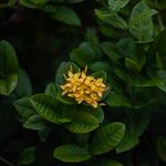 Ixora coccinea Flower