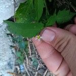 Solanum americanumÕis