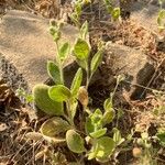 Laggera crispata Leaf