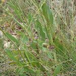 Bupleurum rigidum Leaf