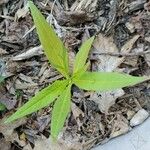 Polygonum lapathifolium Hoja