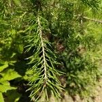 Pinus virginiana Leaf