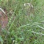 Aegilops ventricosa Libunga