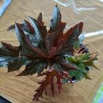 Begonia aconitifolia List
