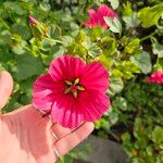 Malope trifida Blomst