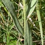 Centaurea uniflora Leaf