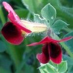 Tetragonolobus purpureus Квітка