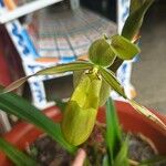 Phragmipedium longifolium Flower