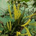 Bulbophyllum polypodioides List