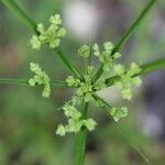 Cyperus difformis Levél