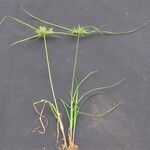 Cyperus tenuis ᱮᱴᱟᱜ