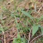 Hemipilia cucullata Blüte