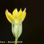 Blackstonia imperfoliata Floare