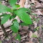 Terminalia superba Fruto