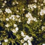 Phacelia purshii Habitus