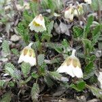 Dryas drummondii Blüte
