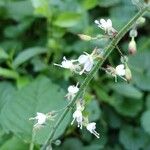 Circaea lutetiana Blomma