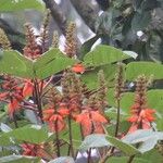 Erythrina senegalensis പുഷ്പം