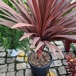 Cordyline australis Leaf