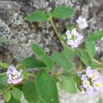 Lantana achyranthifolia Habitus