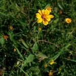Sclerocarpus divaricatus Flor