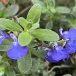 Salvia chamaedryoides Fleur