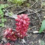 Sarcodes sanguinea Flower