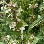 Lamium moschatum Агульны выгляд