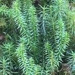 Lycopodium annotinum List