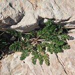 Caucalis platycarpos Likasa