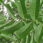 Zanthoxylum panamense Leaf