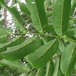 Zanthoxylum panamense Hoja