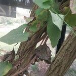Aristolochia littoralis Likasa