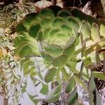 Aeonium arboreumYaprak