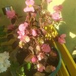 Begonia cucullata Flor