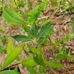 Rhododendron minus Hoja