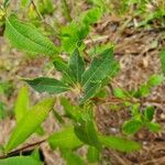 Rhododendron canescens पत्ता