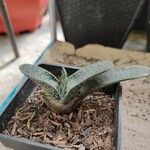 Gasteria excelsa Hostoa