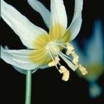Erythronium klamathense 花