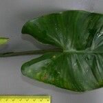 Philodendron brevispathum Máis