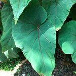 Begonia handelii Hábitos