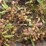 Bulbophyllum intertextum Vivejo