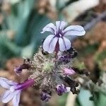 Plumbago europaea Blodyn