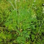 Conium maculatum Leaf